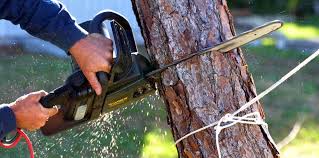 How Our Tree Care Process Works  in  Chesterland, OH