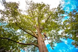 Best Tree Trimming and Pruning  in Chesterland, OH