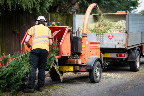 Best Fruit Tree Pruning  in Chesterland, OH