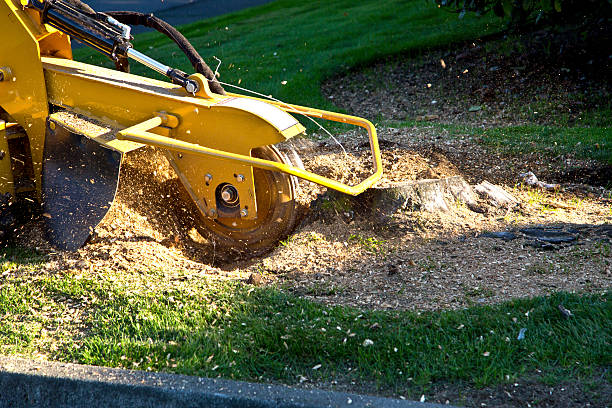 Best Tree and Shrub Care  in Chesterland, OH