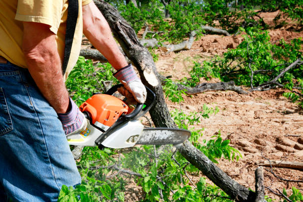 Best Hazardous Tree Removal  in Chesterland, OH